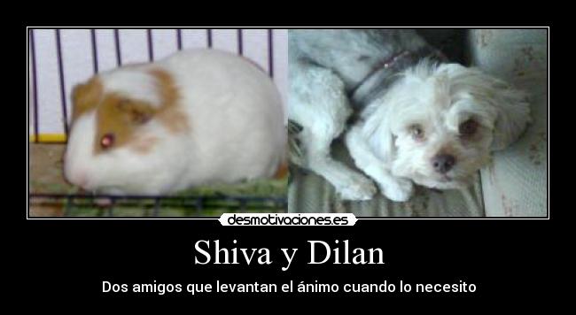 Shiva y Dilan - Dos amigos que levantan el ánimo cuando lo necesito