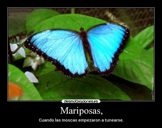 Mariposas, -