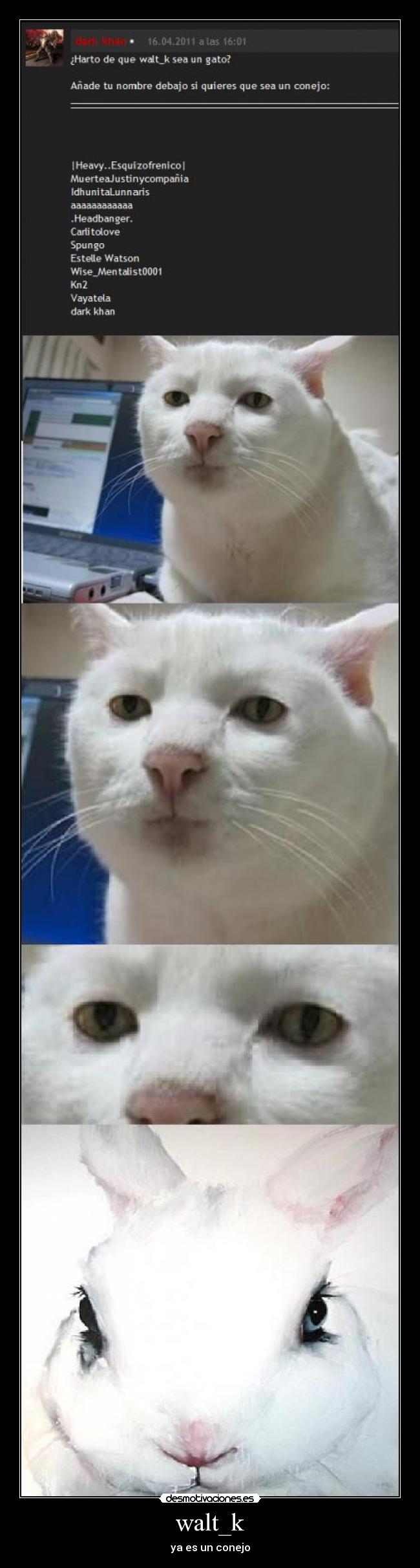 walt_k - ya es un conejo