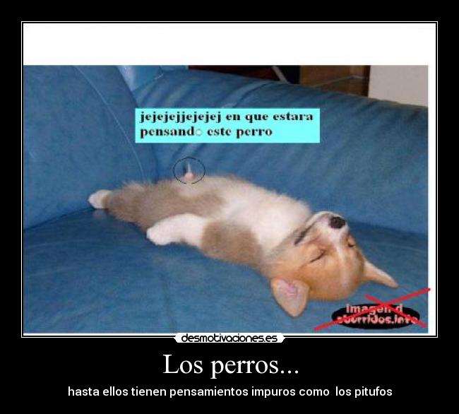 Los perros... - 