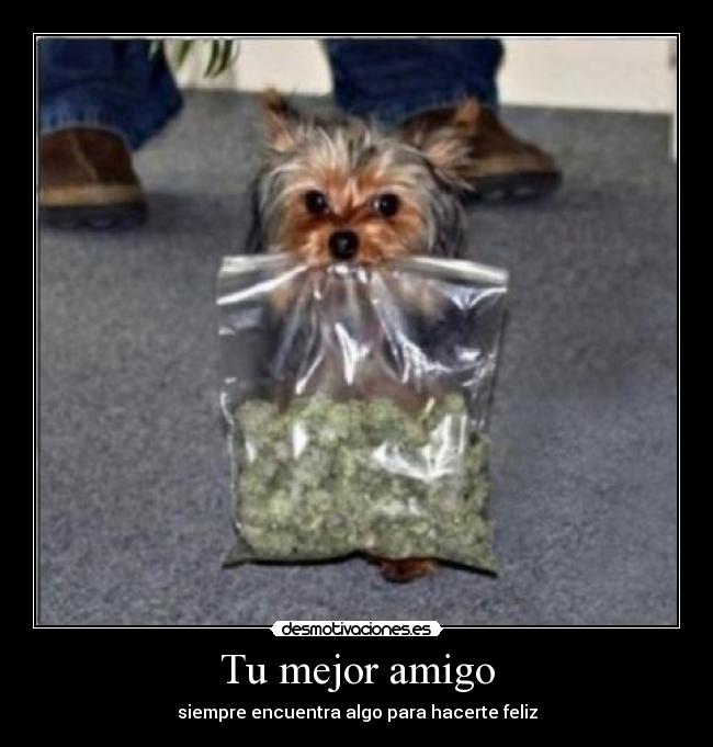 Tu mejor amigo - 