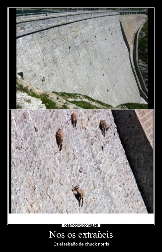 Nos os extrañeis - Es el rebaño de chuck norris