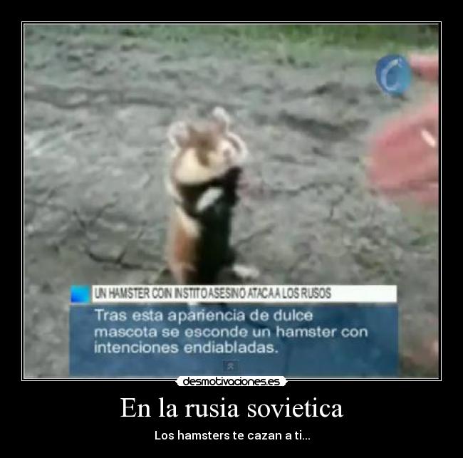 En la rusia sovietica - Los hamsters te cazan a ti...