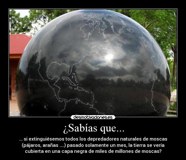 ¿Sabías que... - ... si extinguiésemos todos los depredadores naturales de moscas
(pájaros, arañas ....) pasado solamente un mes, la tierra se vería
cubierta en una capa negra de miles de millones de moscas?