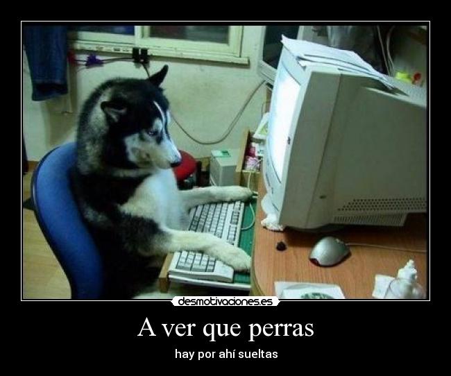 A ver que perras -