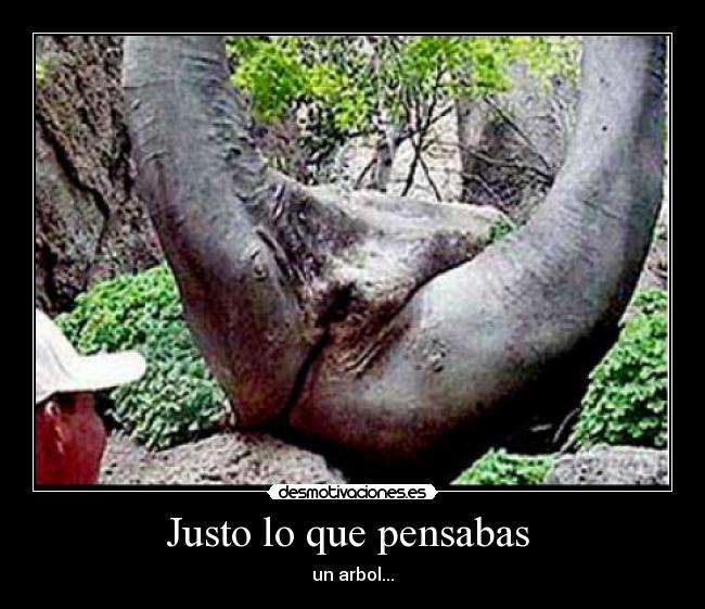 carteles arbol desmotivaciones