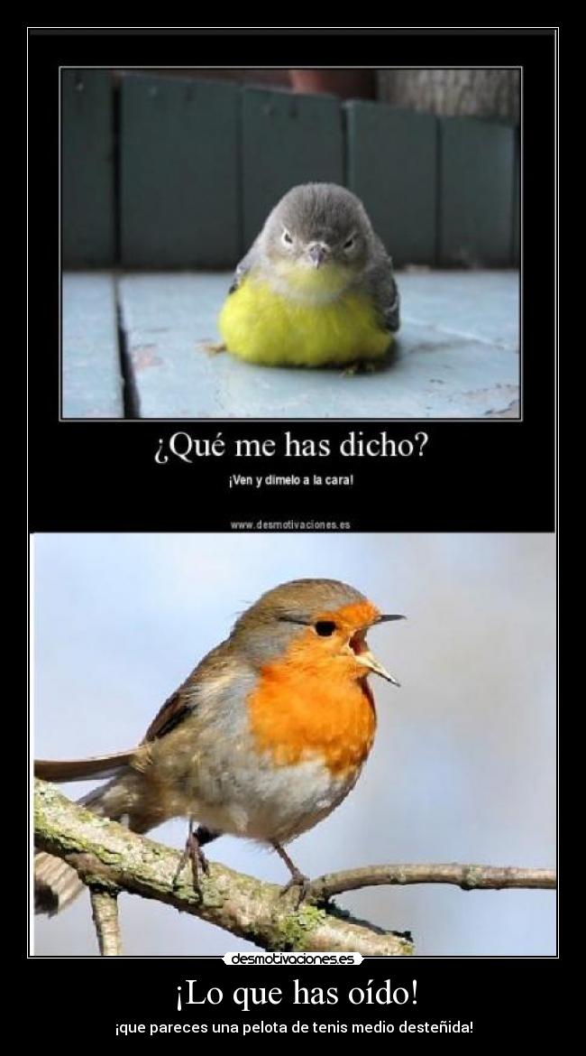 carteles animales desmotivaciones