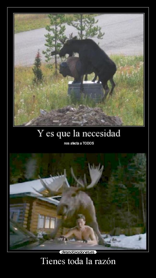 Tienes toda la razón - 