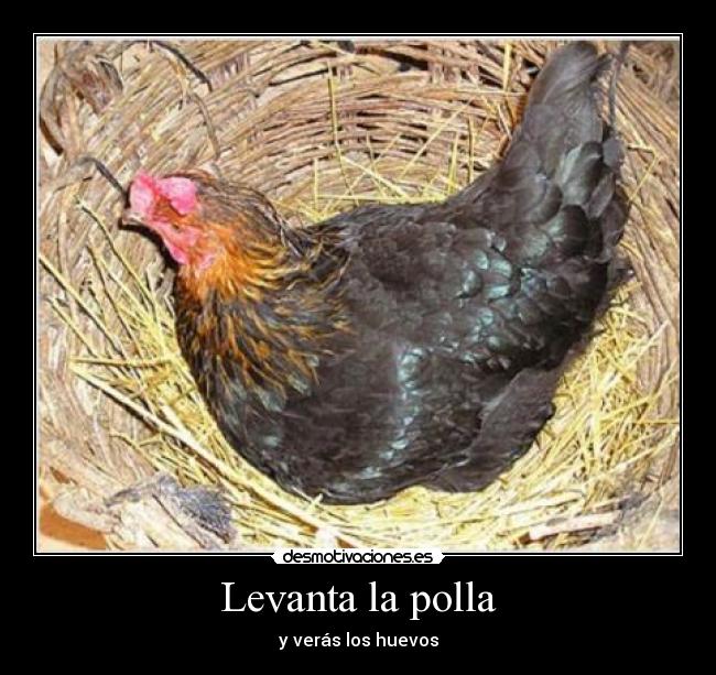 Levanta la polla - y verás los huevos