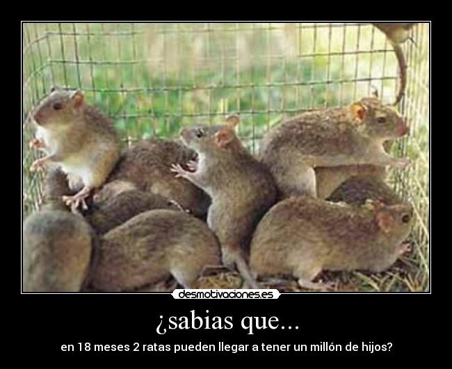 ¿sabias que... - en 18 meses 2 ratas pueden llegar a tener un millón de hijos?