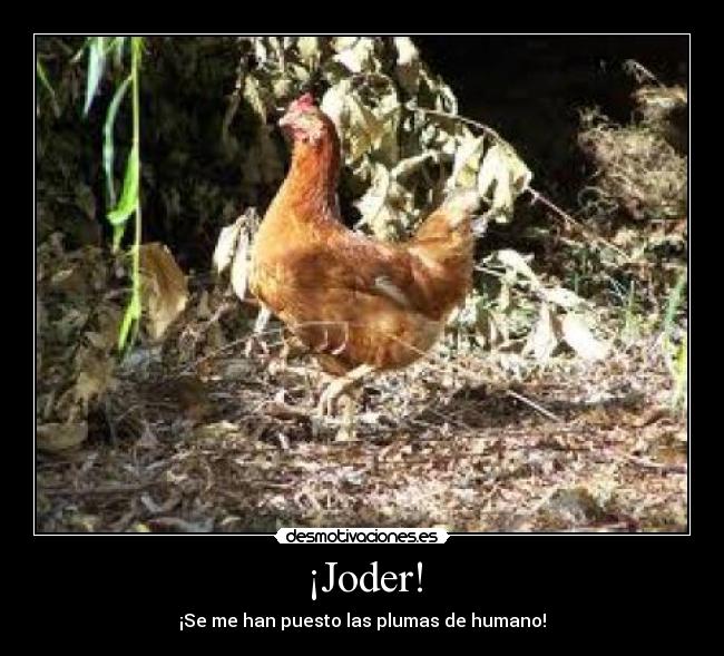 carteles piel gallina plumas humano eniine desmotivaciones