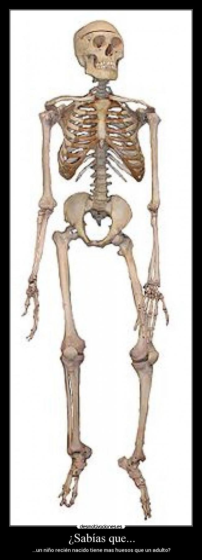¿Sabías que... - ...un niño recién nacido tiene mas huesos que un adulto?
