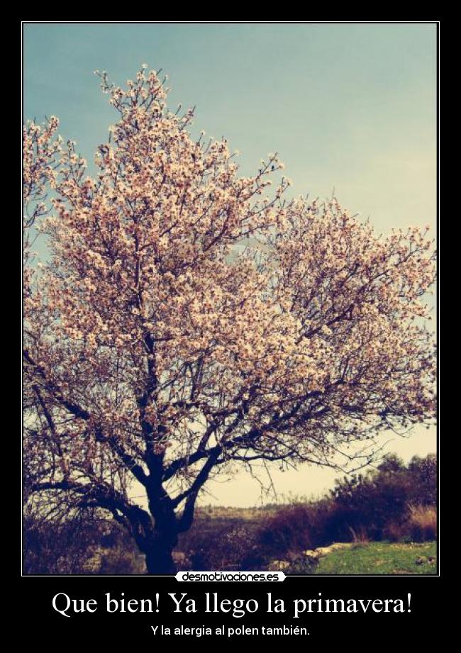 Que bien! Ya llego la primavera! - Y la alergia al polen también.