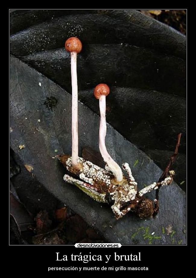 La trágica y brutal - persecución y muerte de mi grillo mascota