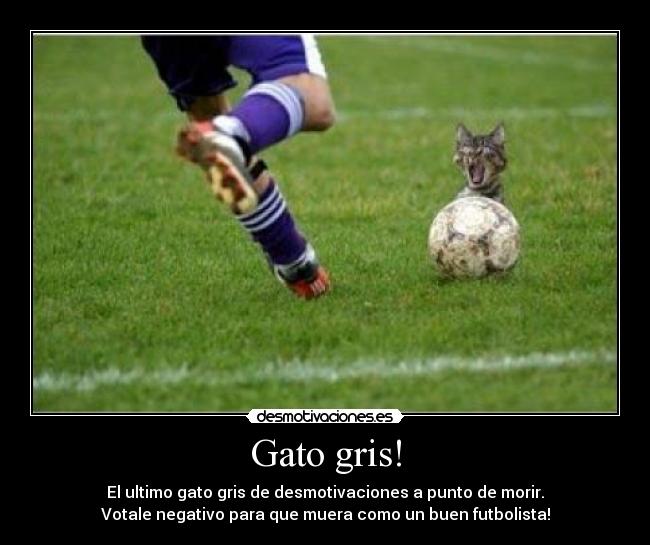 Gato gris! - 