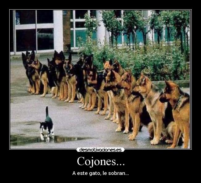 Cojones... -