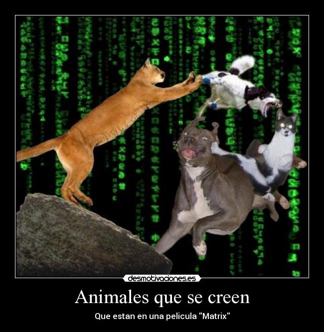 Animales que se creen -