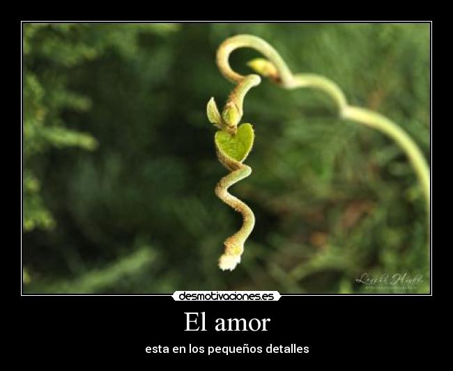 El amor -