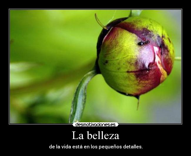 La belleza - de la vida está en los pequeños detalles.
