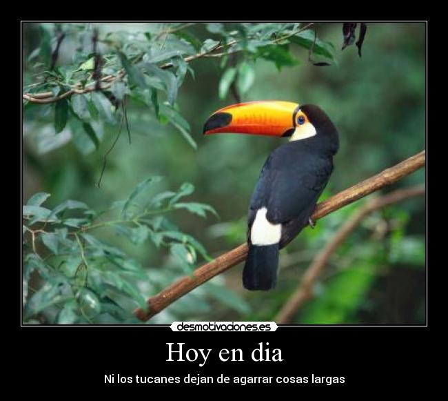 Hoy en dia - Ni los tucanes dejan de agarrar cosas largas