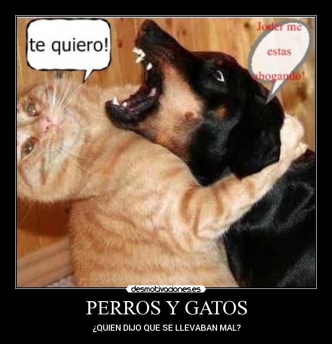 PERROS Y GATOS - ¿QUIEN DIJO QUE SE LLEVABAN MAL?