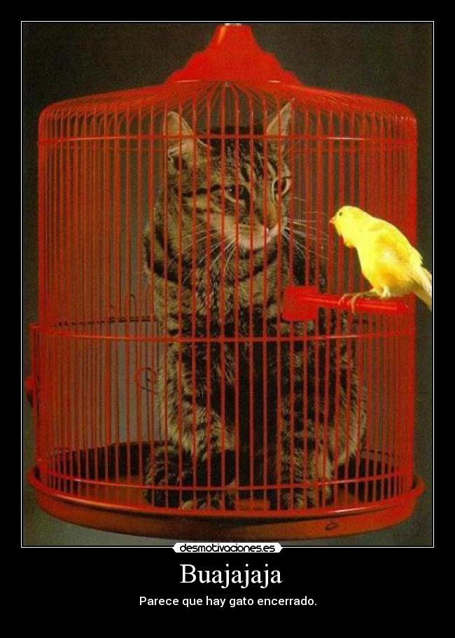 Buajajaja - Parece que hay gato encerrado.