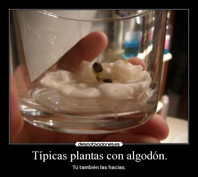 Típicas plantas con algodón. - Tú también las hacías.