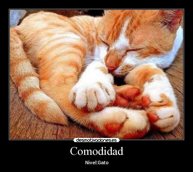 carteles gato desmotivaciones