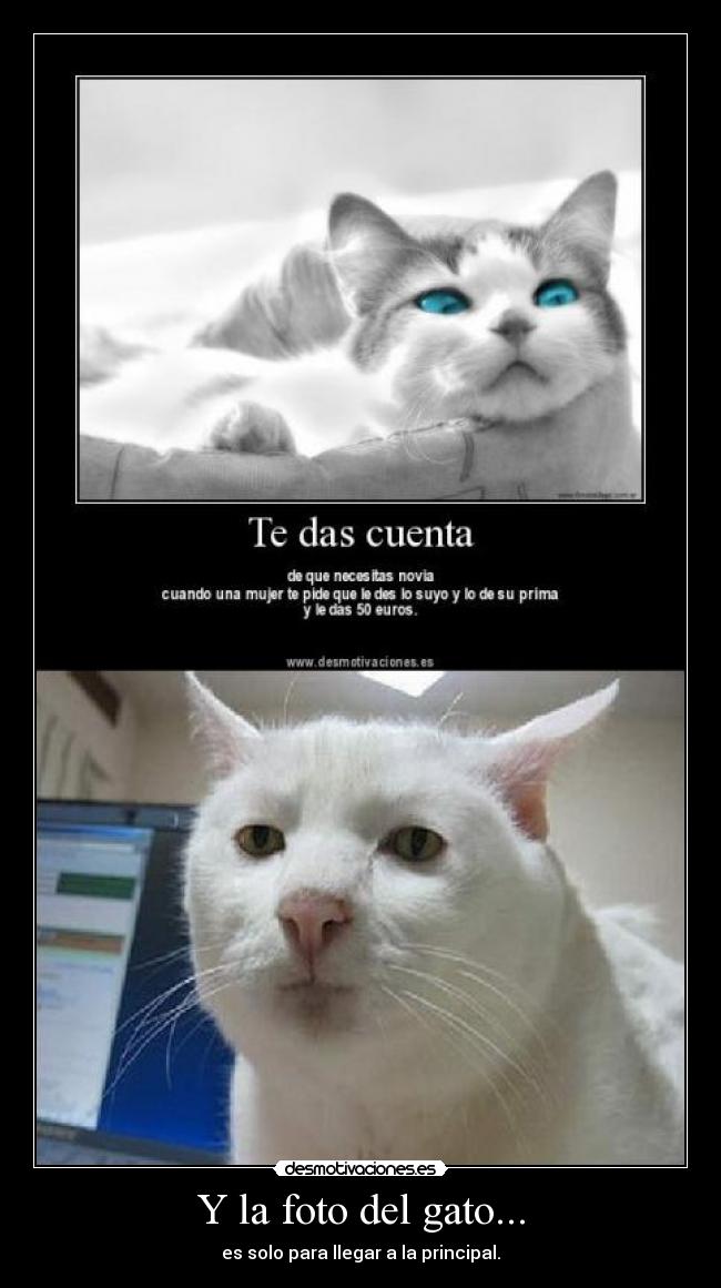 Y la foto del gato... - 