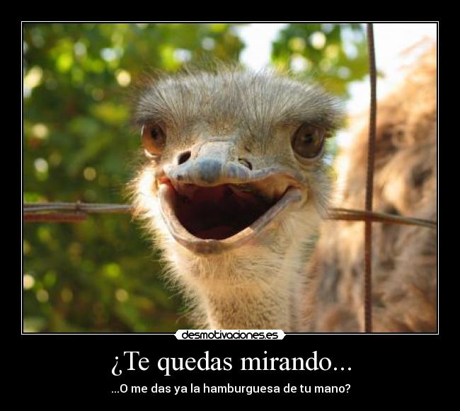 ¿Te quedas mirando... -