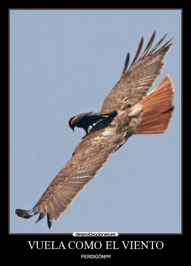 VUELA COMO EL VIENTO - PERDIGÓN!!!!!