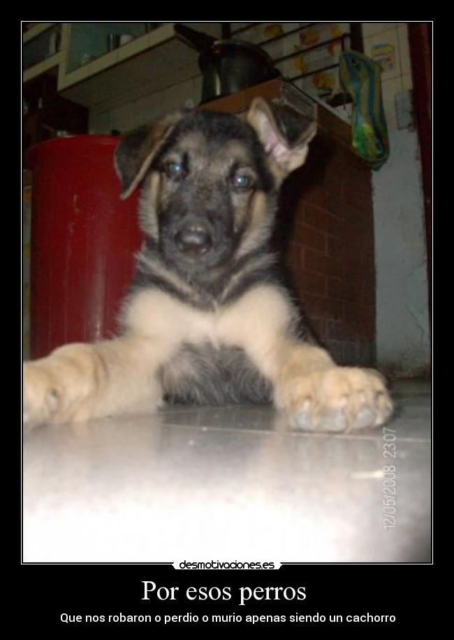 Por esos perros  - Que nos robaron o perdio o murio apenas siendo un cachorro