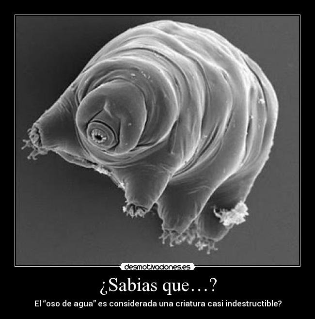 ¿Sabias que…? - El “oso de agua” es considerada una criatura casi indestructible?