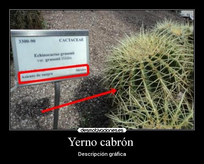 Yerno cabrón -