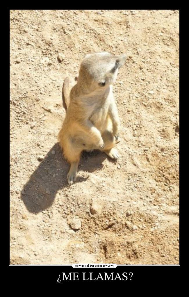 carteles suricato llamada desmotivaciones