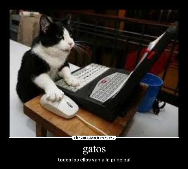 gatos -