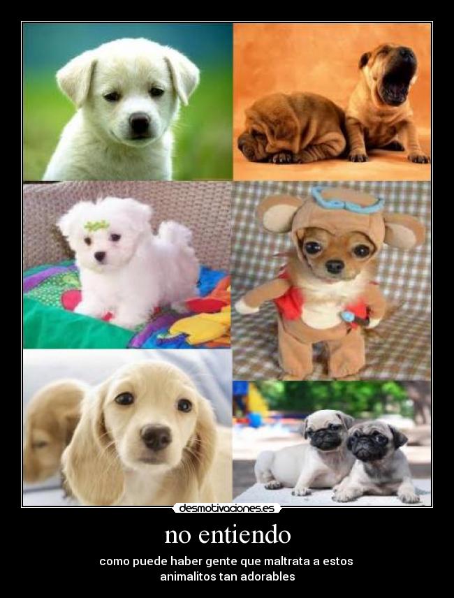 no entiendo - como puede haber gente que maltrata a estos 
animalitos tan adorables