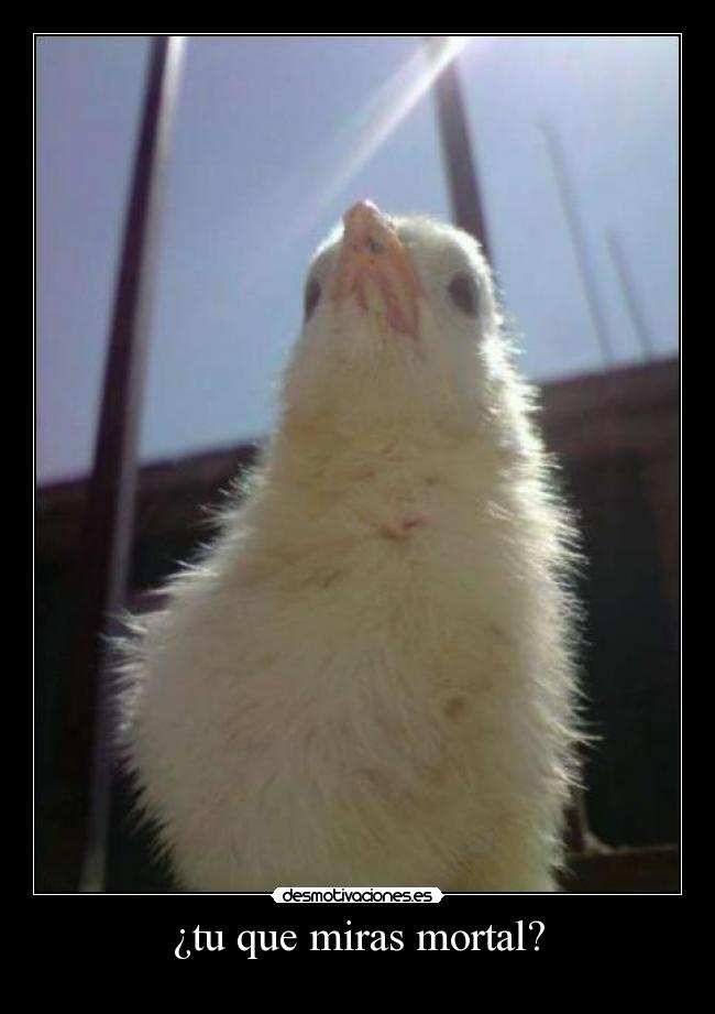 ¿tu que miras mortal? - 
