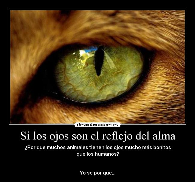 Si los ojos son el reflejo del alma - 