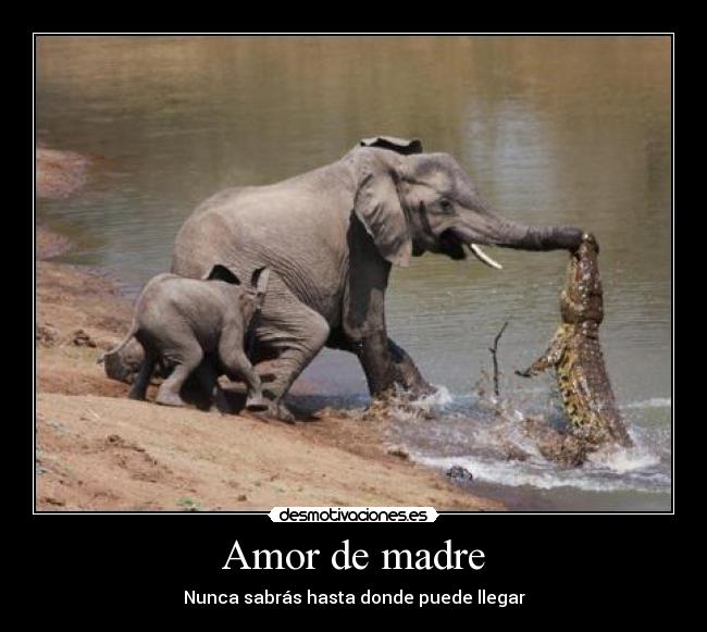 Amor de madre - 