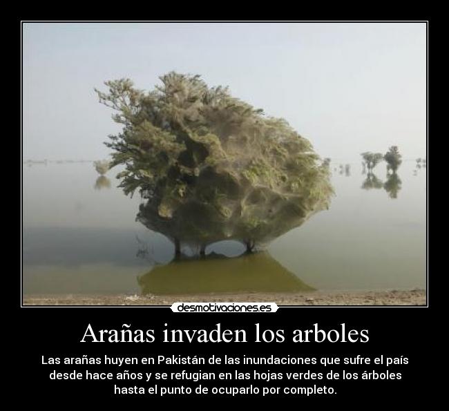 Arañas invaden los arboles - 
