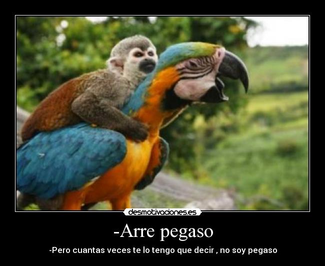 -Arre pegaso - -Pero cuantas veces te lo tengo que decir , no soy pegaso