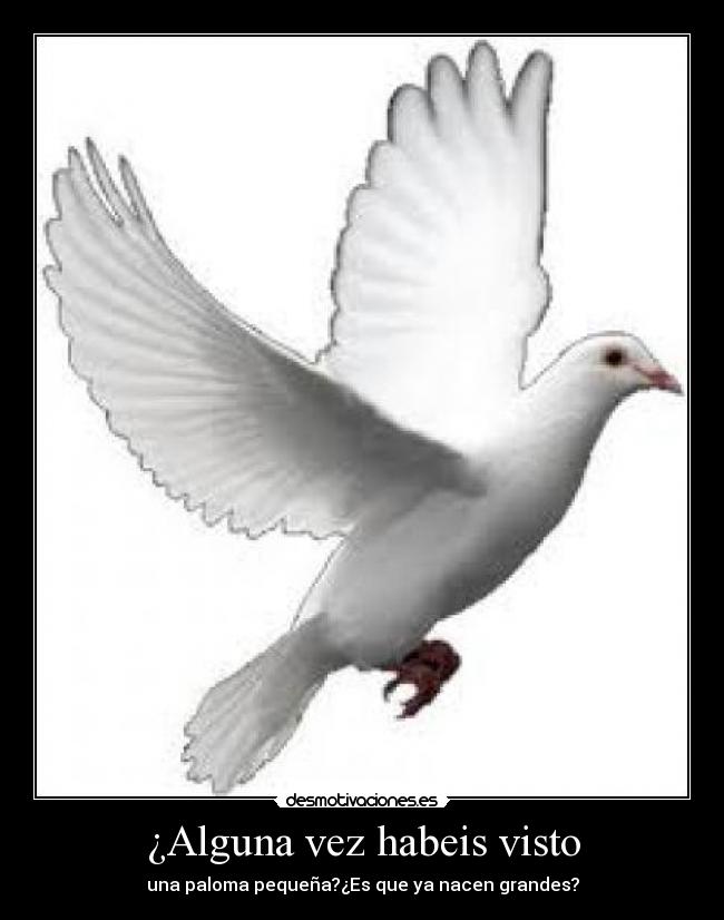 ¿Alguna vez habeis visto - una paloma pequeña?¿Es que ya nacen grandes?