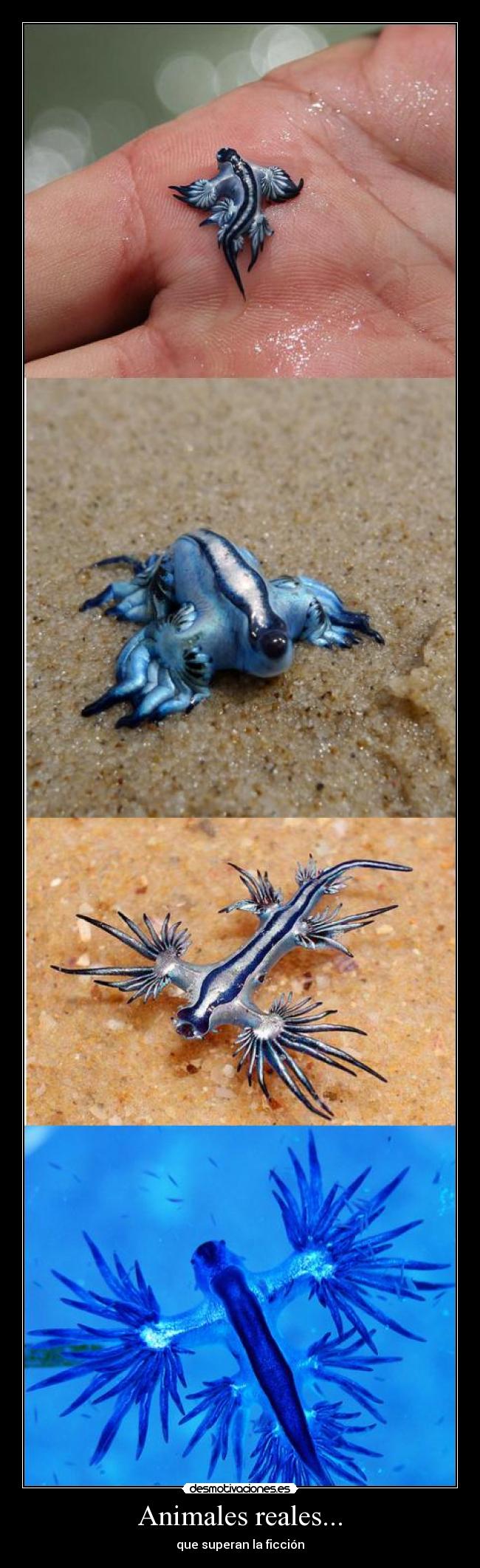 Animales reales... - que superan la ficción