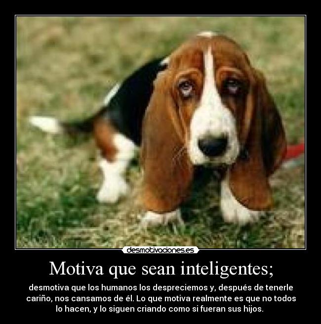 Motiva que sean inteligentes; - desmotiva que los humanos los despreciemos y, después de tenerle
cariño, nos cansamos de él. Lo que motiva realmente es que no todos
lo hacen, y lo siguen criando como si fueran sus hijos. 