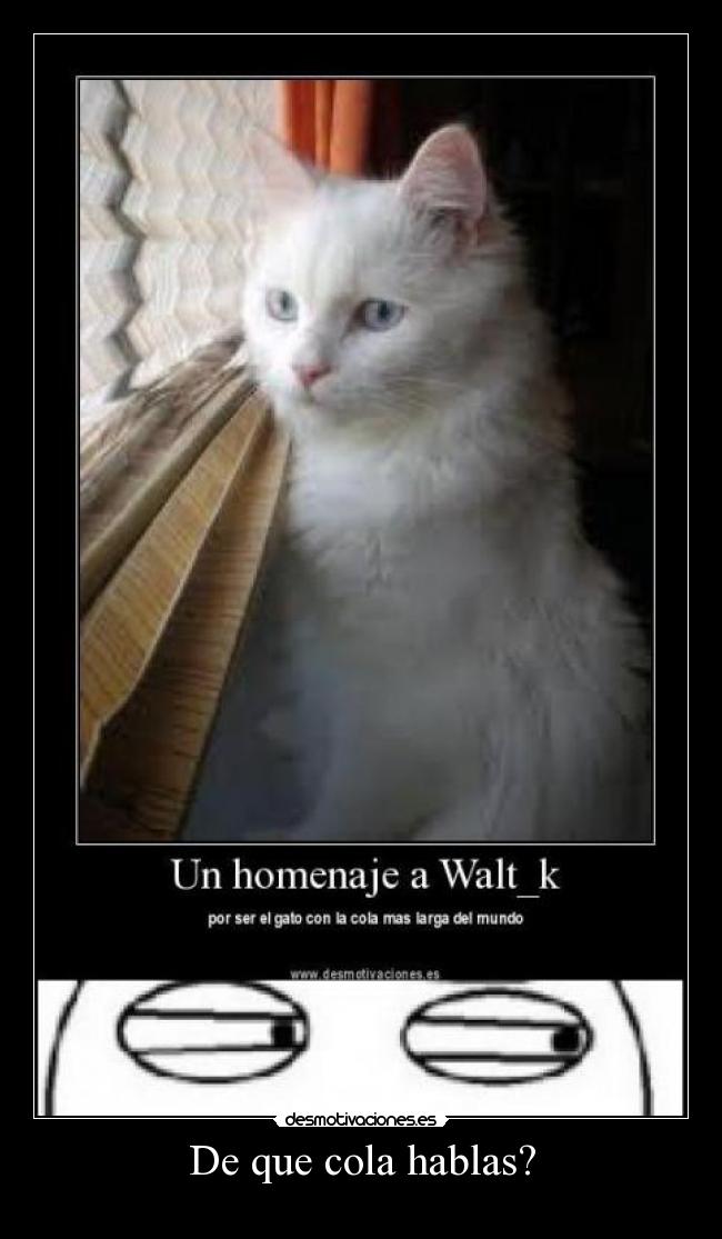 De que cola hablas? -