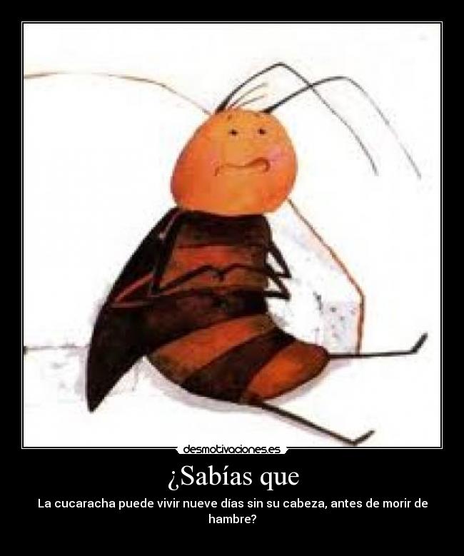 ¿Sabías que - La cucaracha puede vivir nueve días sin su cabeza, antes de morir de hambre?
