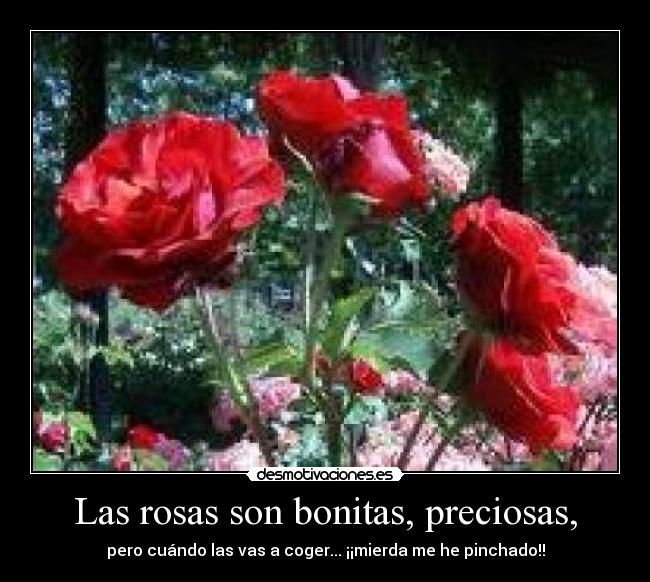 Las rosas son bonitas, preciosas, - pero cuándo las vas a coger... ¡¡mierda me he pinchado!!