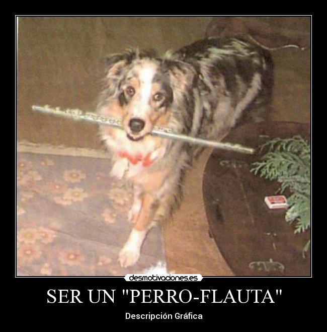 SER UN PERRO-FLAUTA -