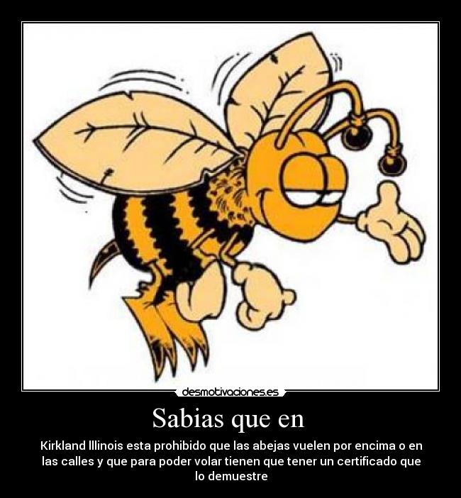 Sabias que en  - Kirkland lllinois esta prohibido que las abejas vuelen por encima o en
las calles y que para poder volar tienen que tener un certificado que
lo demuestre